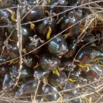 solusi sawit testimoni