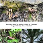 WhatsApp Image 2024-12-15 at 09.24.32